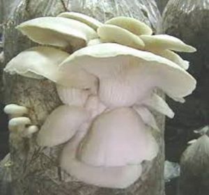 بذر قارچ صدفی