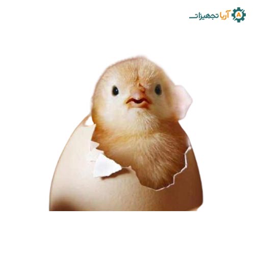 اهمیت دما و رطوبت در جوجه کشی از پرندگان + جدول دما و رطوبت 2 اهمیت دما و رطوبت در جوجه کشی