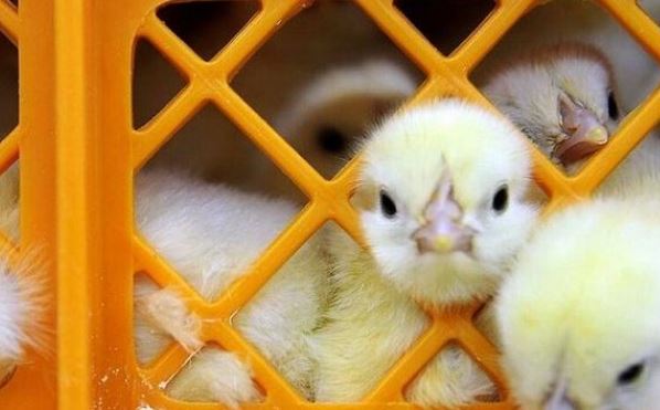 تفاوت دستگاه جوجه کشی معمولی و حرفه ای 1 تفاوت دستگاه جوجه کشی معمولی و حرفه ای