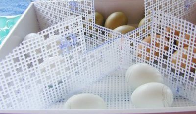 تفاوت دستگاه جوجه کشی معمولی و حرفه ای 7 تفاوت دستگاه جوجه کشی معمولی و حرفه ای
