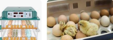 کسب درآمد با دستگاه جوجه کشی + مزایای آن 3 کسب درآمد با دستگاه جوجه کشی + مزایای آن