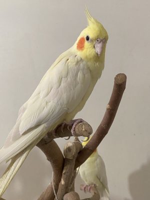 مناسب ترین پرنده زینتی برای نگهداری در منزل