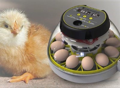 تبدیل تخم مرغ به جوجه با دستگاه جوجه کشی