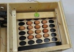 بهترین دستگاه برای جوجه کشی پرندگان زینتی 16 جوجه کشی