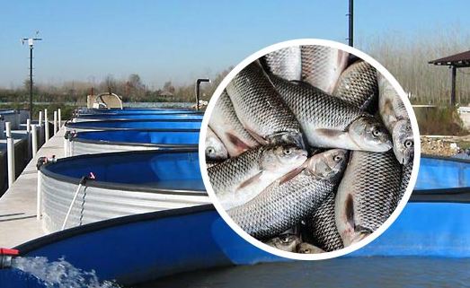 بررسی بهترین سیستم گرمایش استخر ماهی برای گرم کردن استخر - آریا تجهیزات