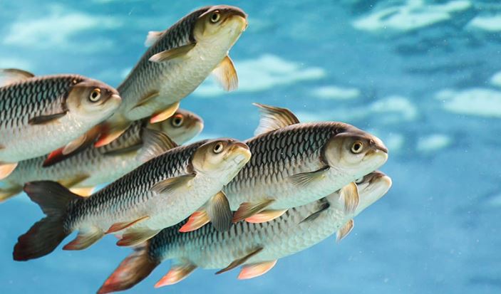نکات مربوط به گرمایش استخر برای ماهی ها