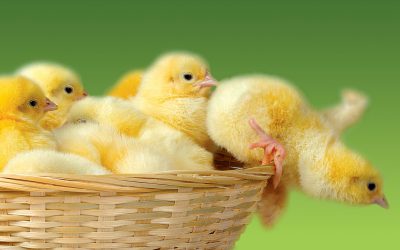 نکات مهم در ضدعفونی کردن و شستن دستگاه جوجه کشی 4 دستگاه جوجه کشی و جوجه
