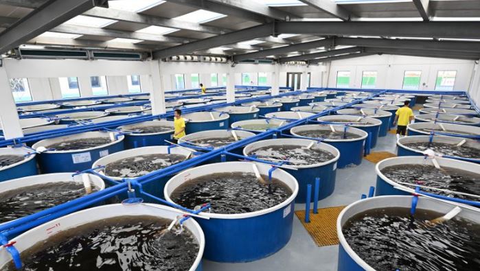 آشنایی با انواع سیستم گرمایش استخر ماهی 1 بررسی بهترین سیستم گرمایش استخر ماهی برای گرم کردن استخر - آریا تجهیزات