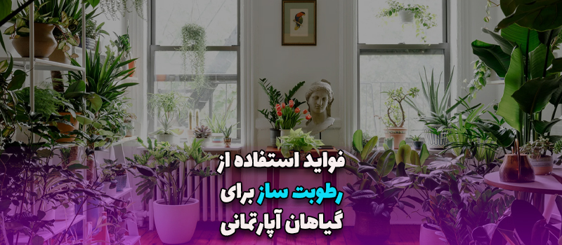 فواید استفاده از رطوبت ساز برای گیاهان آپارتمانی