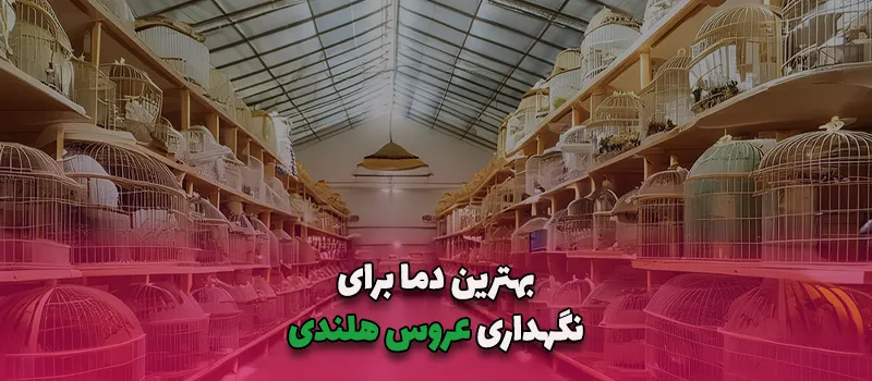 بلاگ 24 بهترین دما برای نگهداری عروس هلندی آریاتجهیزات