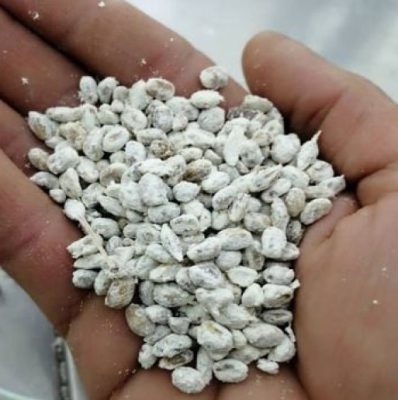 بذر قارچ دکمه ای را از کجا تهیه کنیم 1 بذر قارچ دکمه ای را از کجا تهیه کنیم
