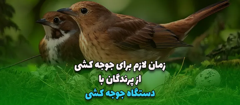 بلاگ 23 زمان لازم برای جوجه کشی از پرندگان با دستگاه جوجه کشی آریاتجهیزات